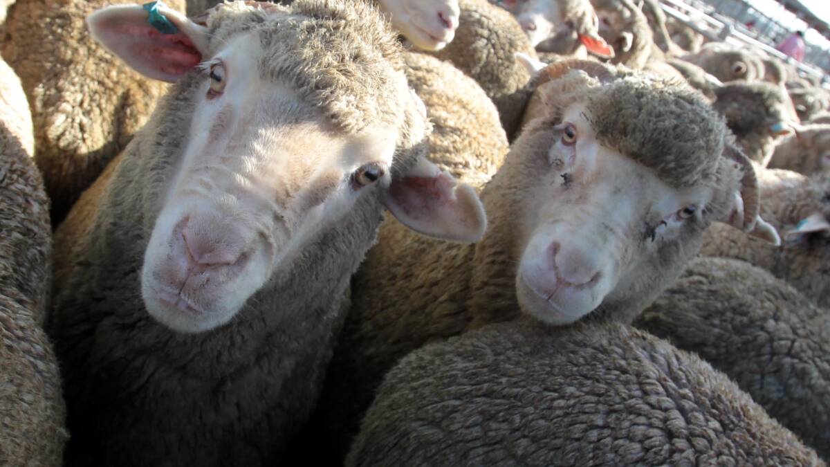 Vendors expecting to sell 44,200 sheep and lambs in Wagga