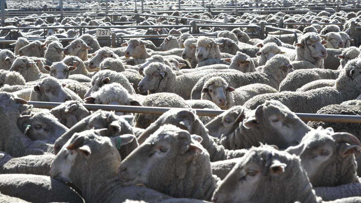 Offer to drop by 8650 at sheep and lamb auction