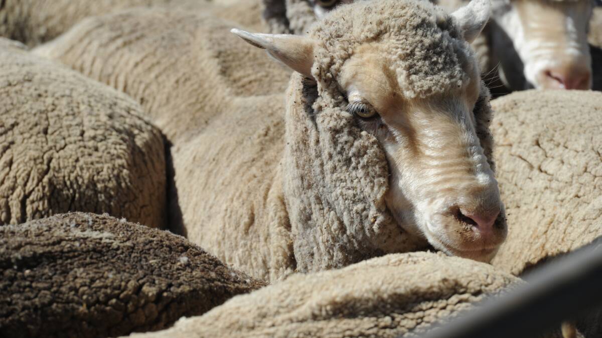 Vendors to sell 41,500 sheep and lambs in Wagga on Thursday