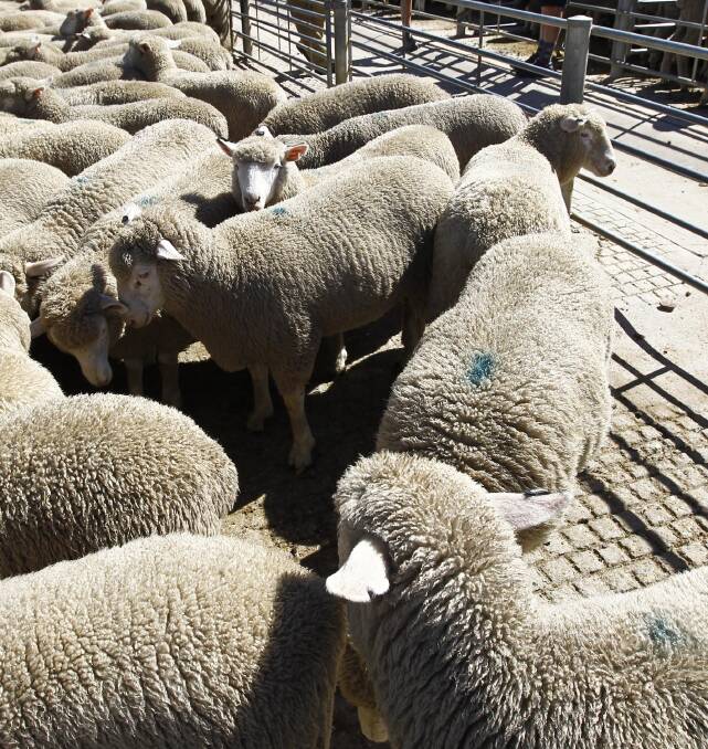 Vendors to sell 31,390 lambs and sheep in Wagga