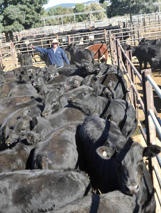 Cattle sale numbers double at Wagga markets this week
