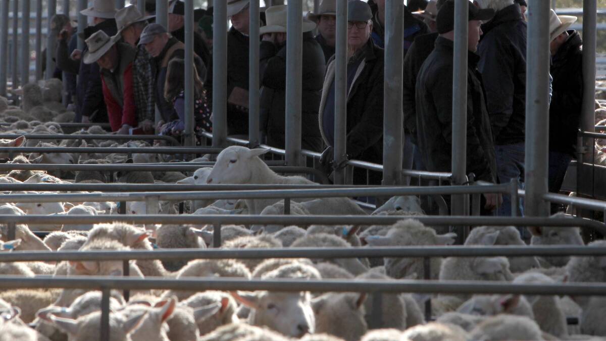 There was an increase in the yarding but prices were mixed at last week's sheep and lamb sale. Picture: Les Smith