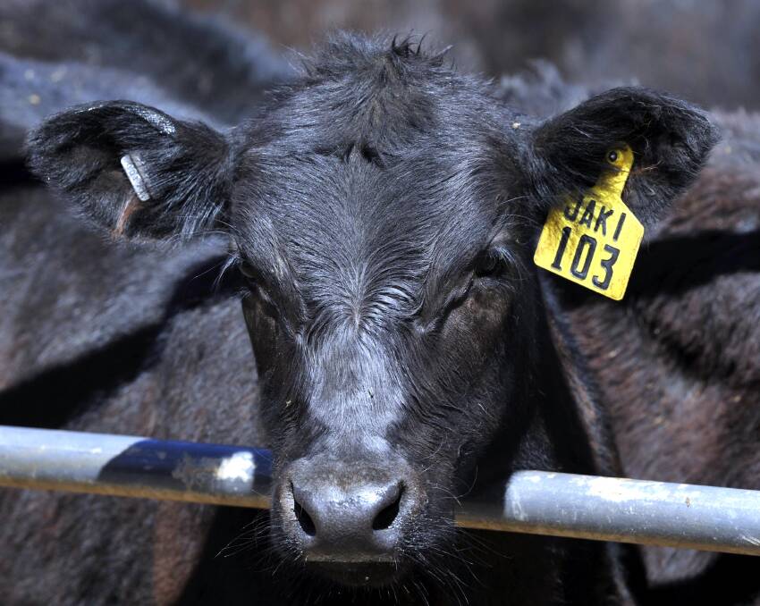 Cattle numbers increase in Wagga on Monday.