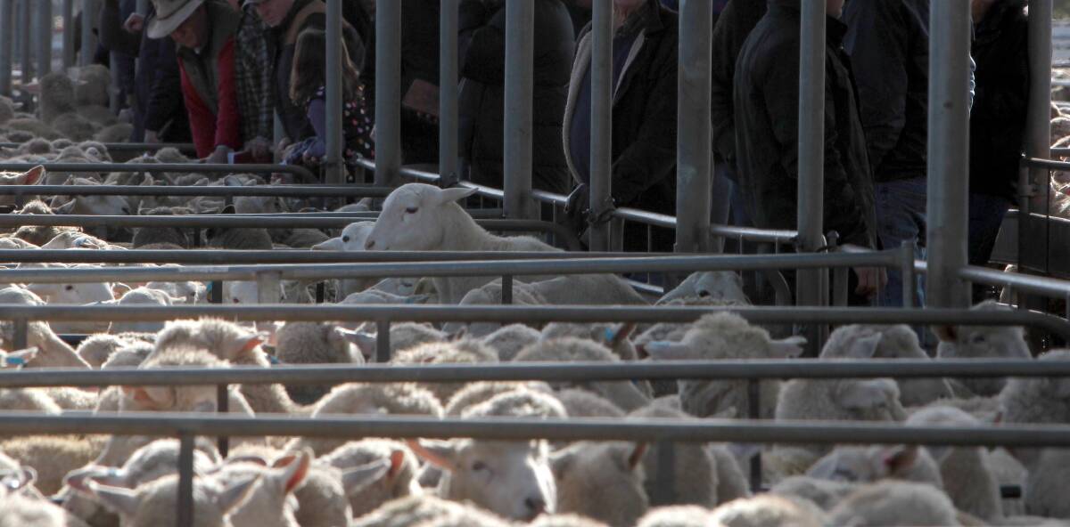 Numbers dropped significantly at the sheep and lamb sale in Wagga last week.