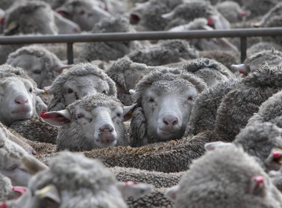 BIG INCREASE: Numbers increased significantly in Wagga last week, up to 31,000 lambs and 21,000 sheep. Picture: Les Smith