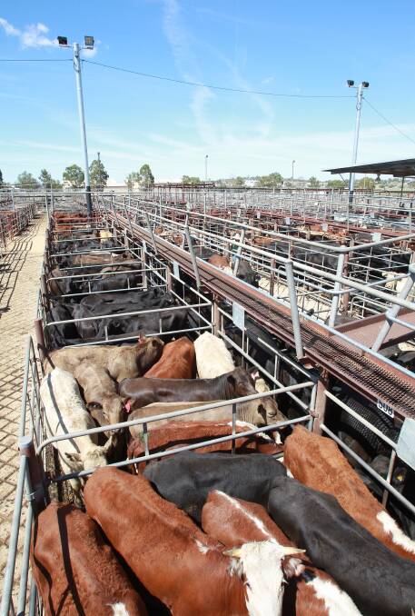 Cattle for sale in Wagga.