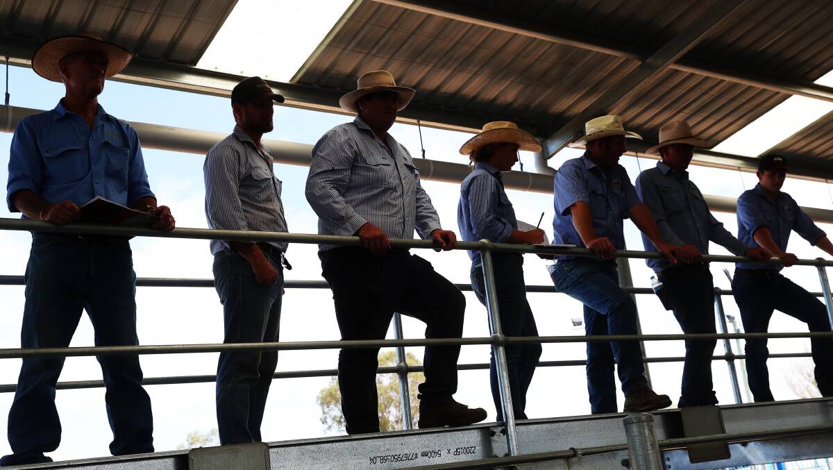 The first cattle sale in Wagga on Monday. Picture: Emma Hillier