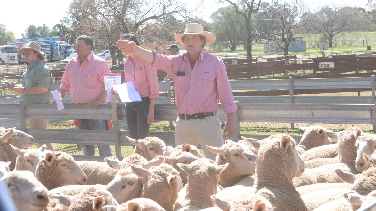 Price pinch: Australian Meat Industry Council's Patrick Hutchinson said the lack of lamb supply was showing through repeatedly broken price records. Photo: Rachel Webb 