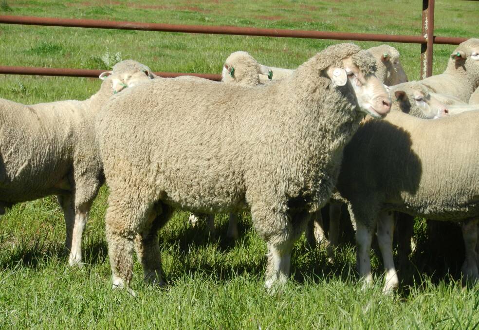 READY TO SELL: The Dimension Dohne ram sale will be held on November 6 at Moreton Park, Edwardstown Road, Gundagai at 10.30am.