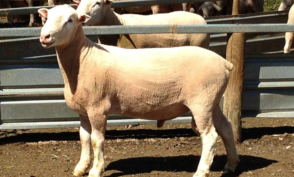 There are lambs on the ground by White Suffolk 180698 and semen is available for sale.
