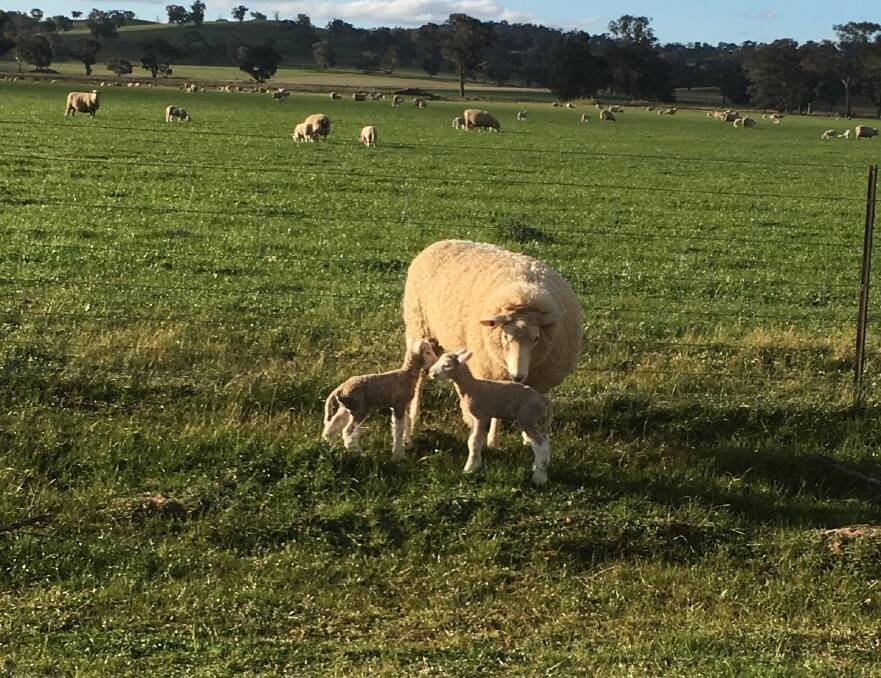 Strathview Ewe with twin lambs conceived at 6 1/2 months of age.