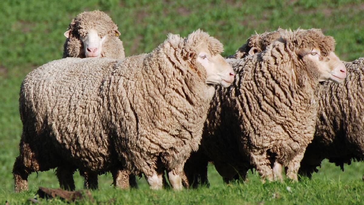 GLEN Iris Bonds are an excellent dual purpose sheep with the advantages of a self-replacing flock, fast-maturing wether lambs and long stapled 20-24 micron wool.