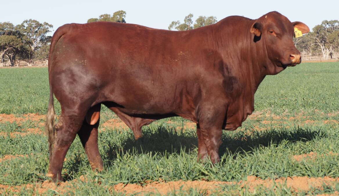 OUTSTANDING: Rockingham Santa Gertrudis operation at Euabalong West will have the likes of Rockingham Neptune available at its sale this month.