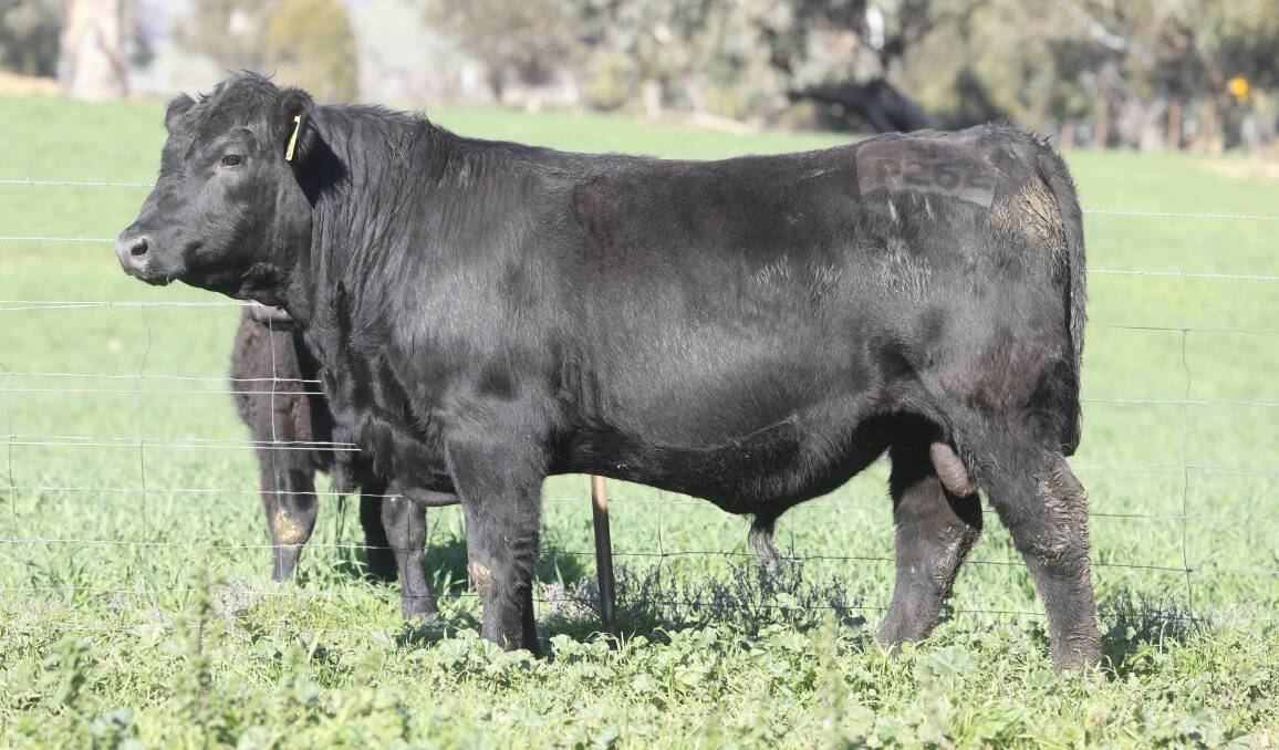 BEST OF THE BEST: Lot 49 NLRP "Reiland Persist" P262 is an elite yearling sire with a focus on performance and positive fats. 