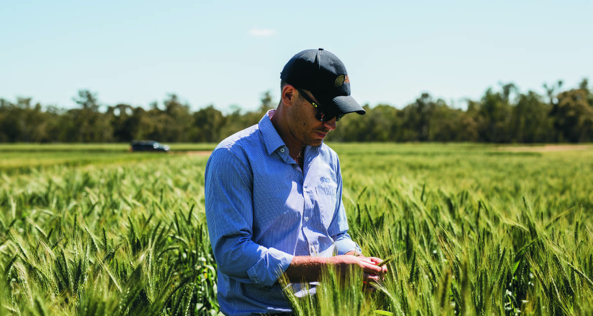 AGT marketing manager James Whiteley in a crop of Coolah, which has provided excellent yield results in trials and on farm.