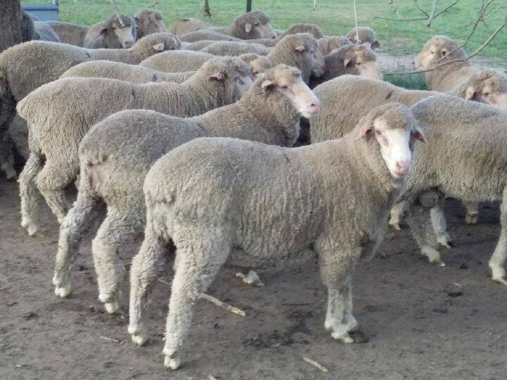 QUALITY: Blyth Merinos are non-mulesed with a large plain body with high growth rate and high muscle yield, and are rated through the Merino Select system.