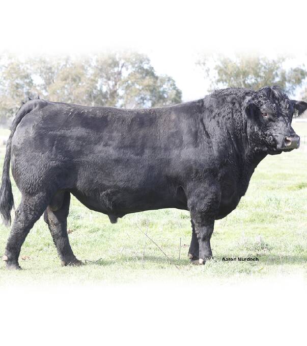 ALLOURA Get Cracking G10 is one of the best bulls in the country, being structurally correct with structural EBVs in the top 1 per cent for front feet.