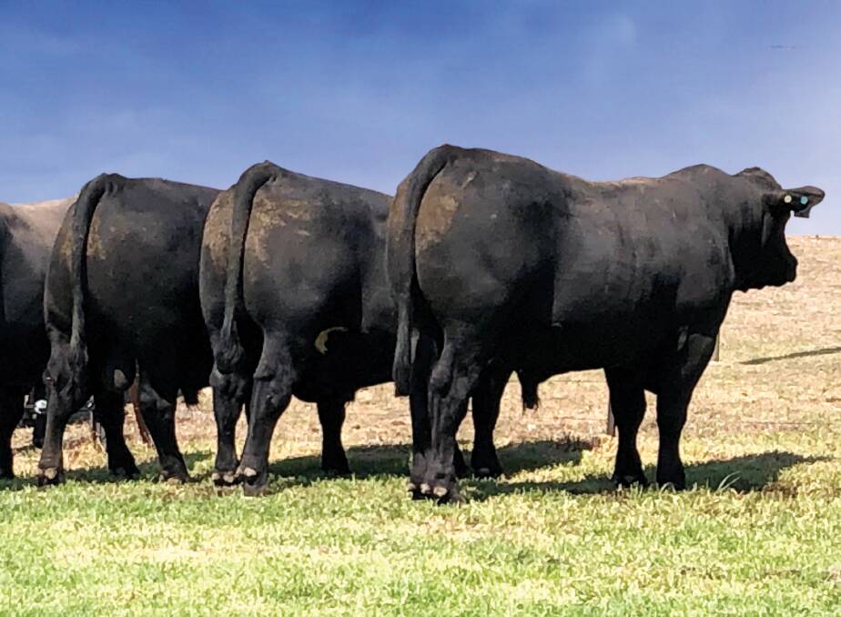 QUALITY TEAM: Some of the black composite bulls in the Hicks Beef 2019 spring sale.