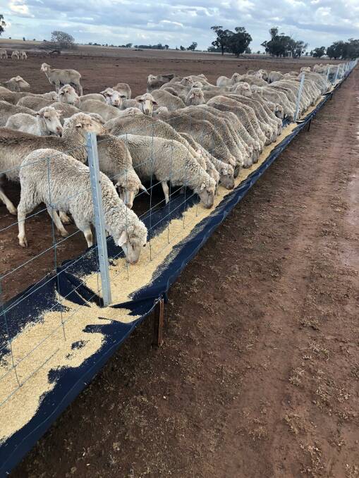 Fat lambs: Eight-month-old Aloeburn ewe lambs in the confinement feeding area used for inducting lambs to grain prior to moving in the feedlot containment pens.