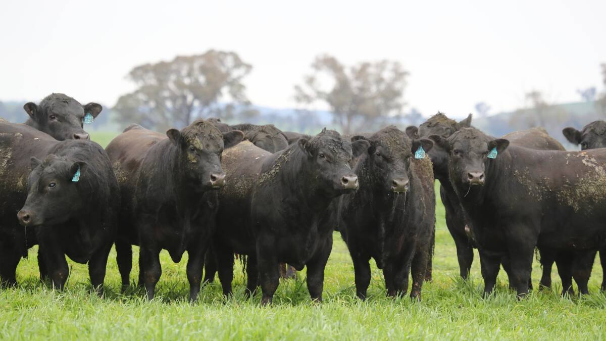 Milwillah Angus sale will offer new sire lines