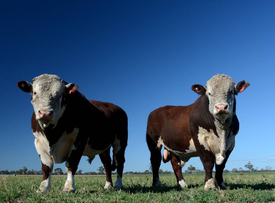 HEREFORDS will be the second-most represented breed at Beef Week, behind Angus.