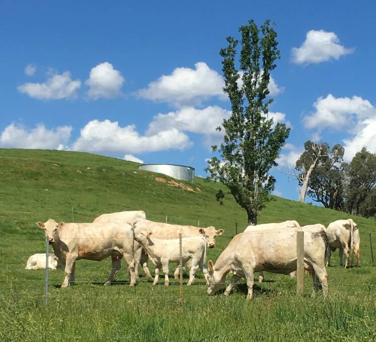 THE combined Huon and Challambi Charolais on-property sale will become an annual event in the future, allowing access to an excellent range of top genetics.