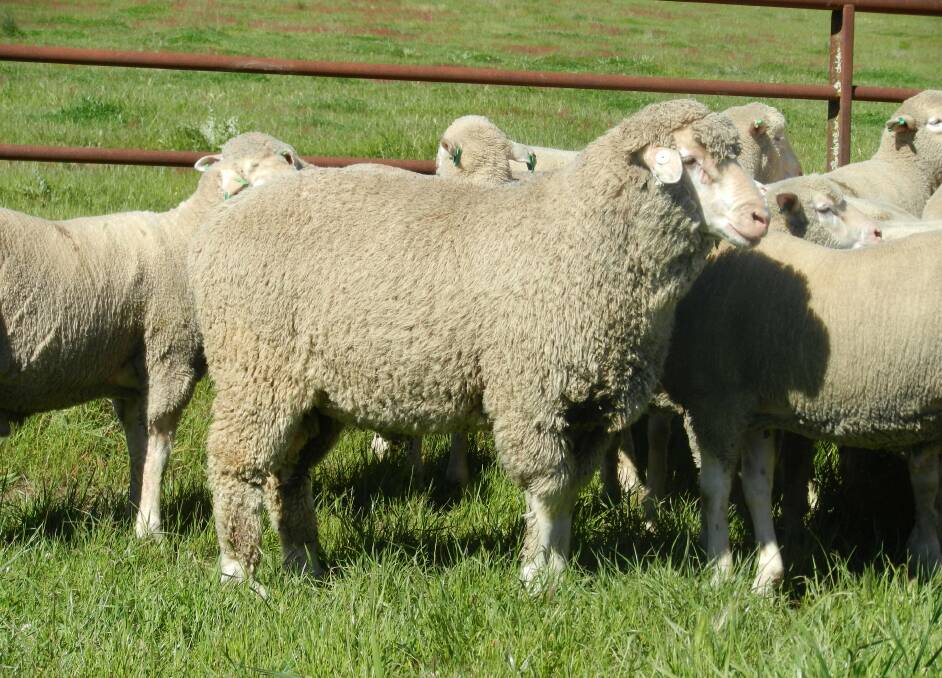 HISTORY: With its long history of producing the Dohne breed, the Dimension stud is well ahead of the flock in terms of quality wool, body size and fertility.