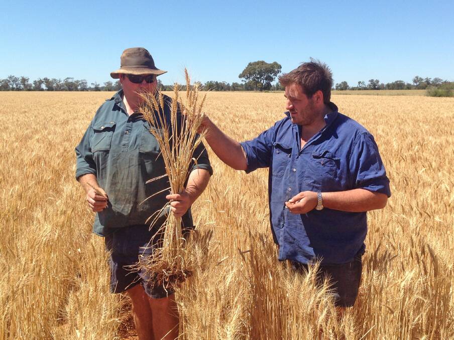 ALBERT growers Wayne (left) and Michael Jarvis inspect their first crop of Flanker variety wheat.