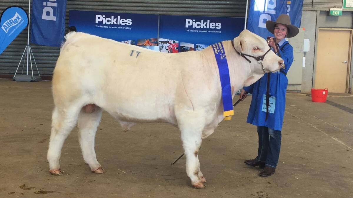 SLUG: This 11-month-old Challambi bull weighing 576kgs won first place at the Charolais National Show and Sale in Dubbo.