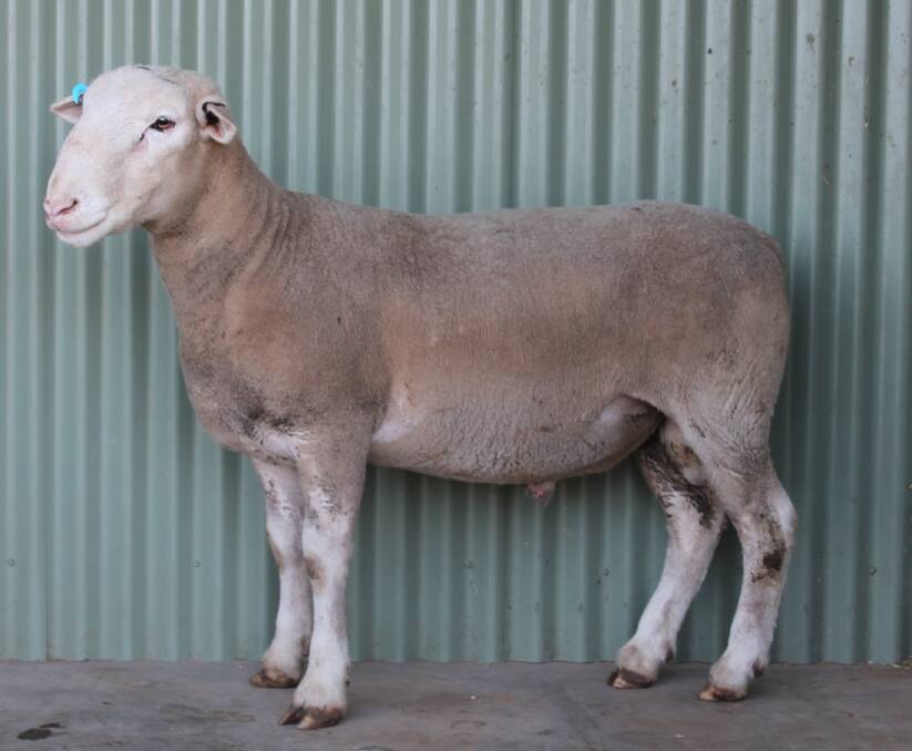 THIS is lot 1, Yanco 160010. The stud has embraced objective measurement and data collection for Lambplan and was one of the first to embrace genomics.