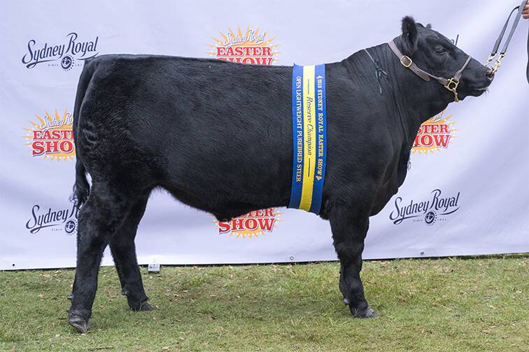ONLY THE BEST: DSK Angus and Charolais stud's Sydney Royal Reserve Champion open lightweight purebred steer.