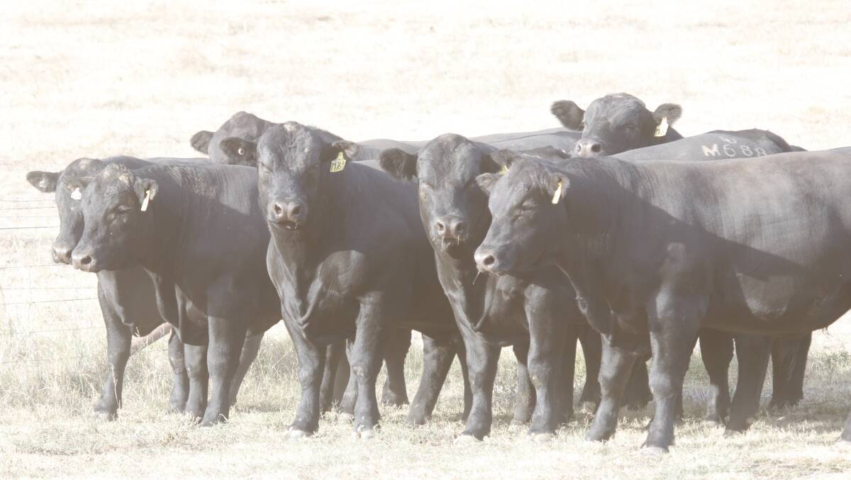 A LINE-UP of 30 well-presented and credentialed bulls will be available for purchase at the Reiland Angus private treaty sale this month.