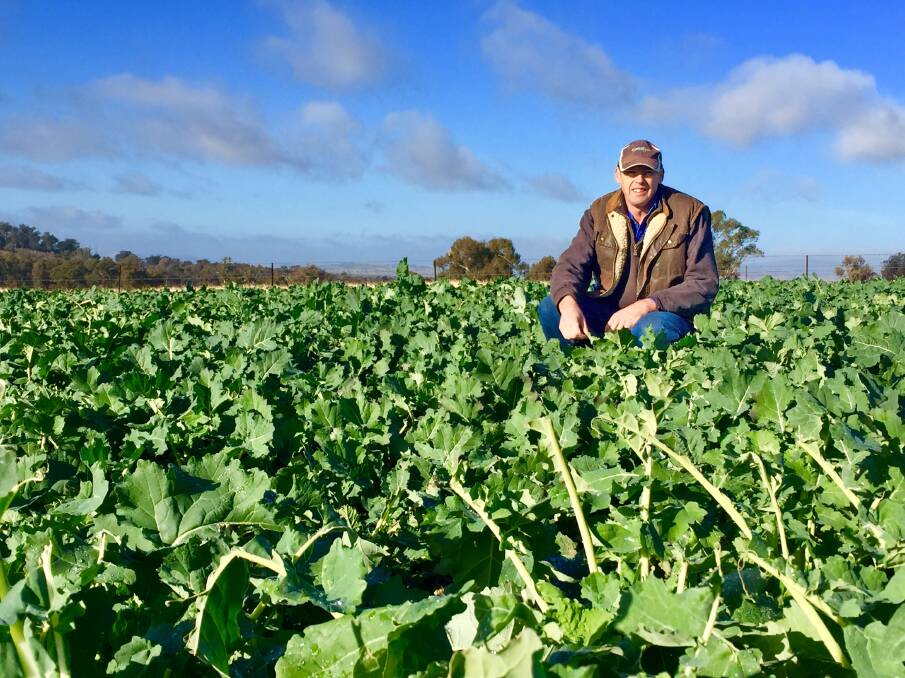 REACHING POTENTIAL: Southern NSW farmer Murray Scholz is pleased with results he has achieved using graze-and-grain canola.