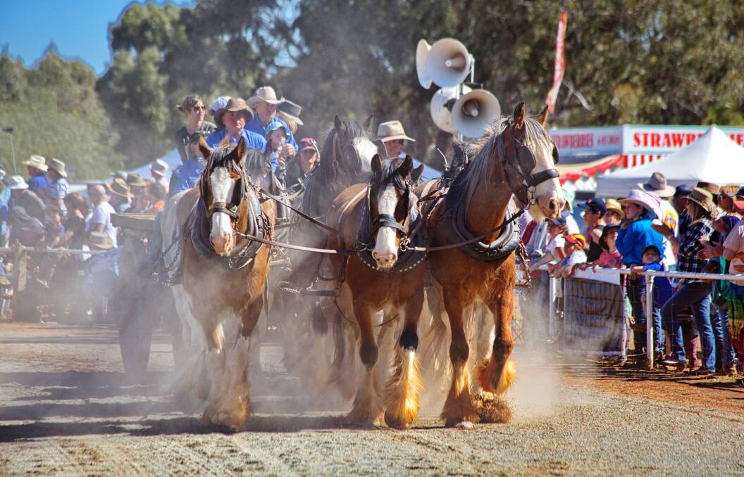 QUITE A DISPLAY: The Good Old Days Festival on October 5-6 brings Australia's pioneering heritage to life. For more details on the festival visit www.barellanclydesdales.com.au.