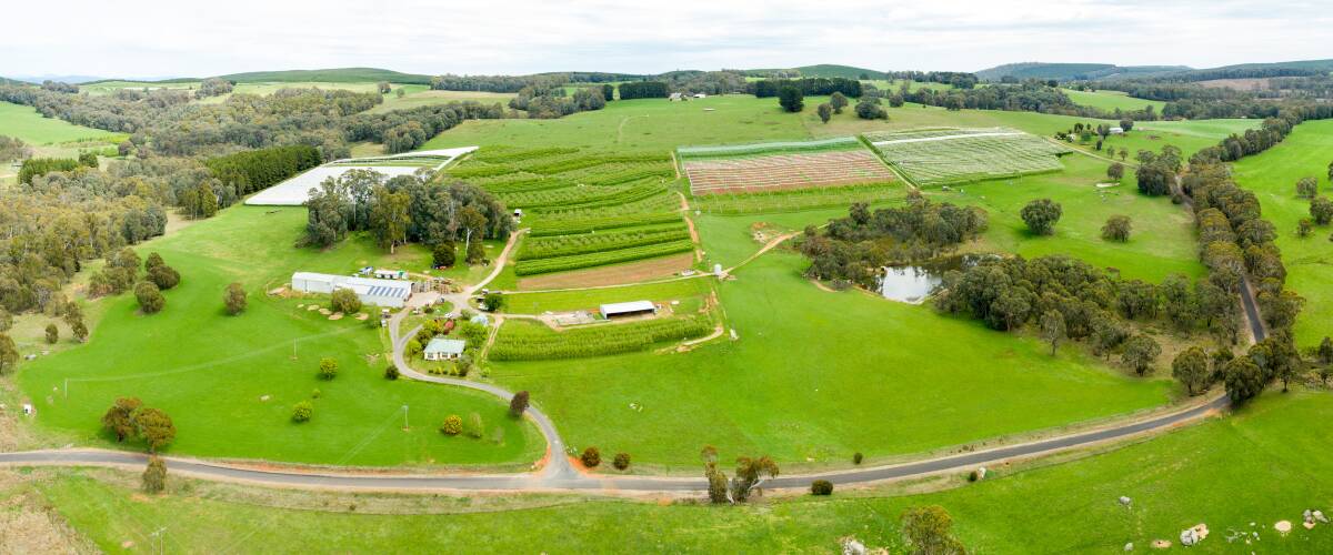 ESTABLISHED: Total land is 393 acres (159ha), with an orchard area of 108 acres (44ha) over two sites, comprising about 32,000 irrigated and mostly netted trees.