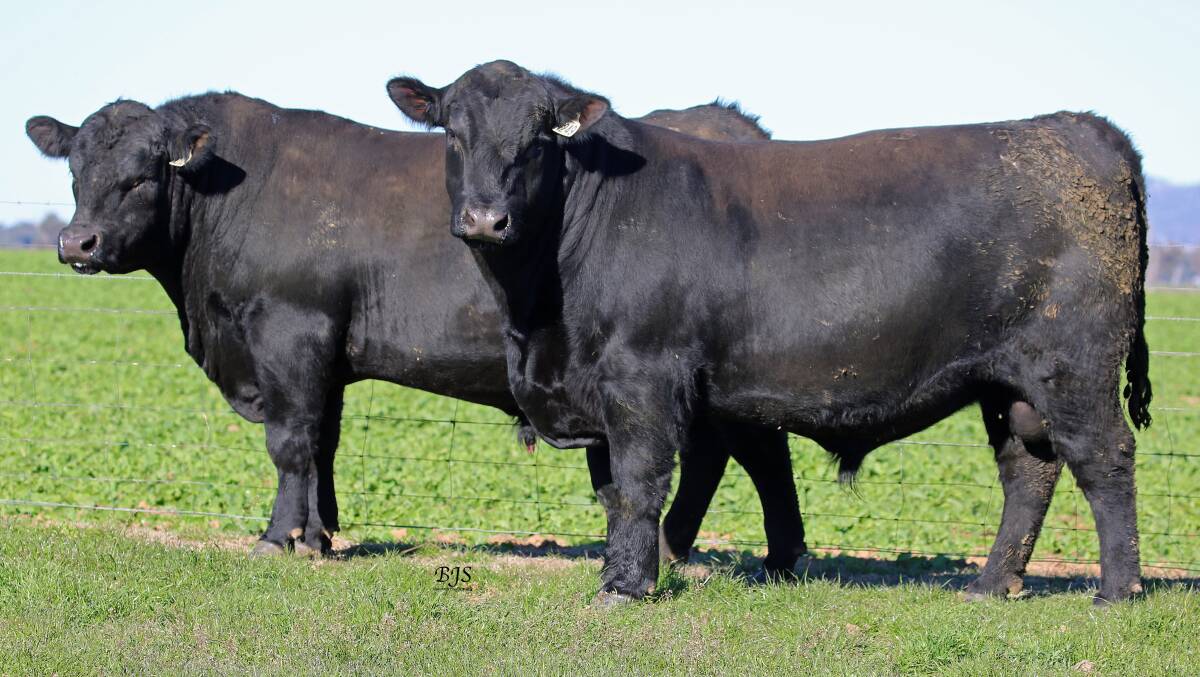 PRIMED FOR SALE: A pair of 2019 sale bulls, Onslow Gatsby N249 and Onslow Ridge N178. Photo: BJS Livestock Photography