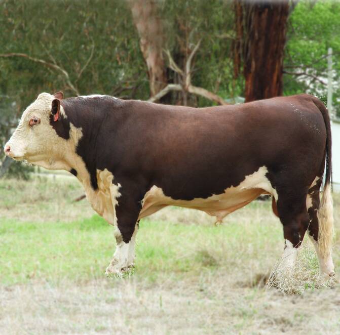 Lot 33: Glenellerslie Ramsay (P) is one of the Poll Herefords to be sold on-property by Glenellerslie Herefords at 908-1064 Yaven Creek Road, Adelong.