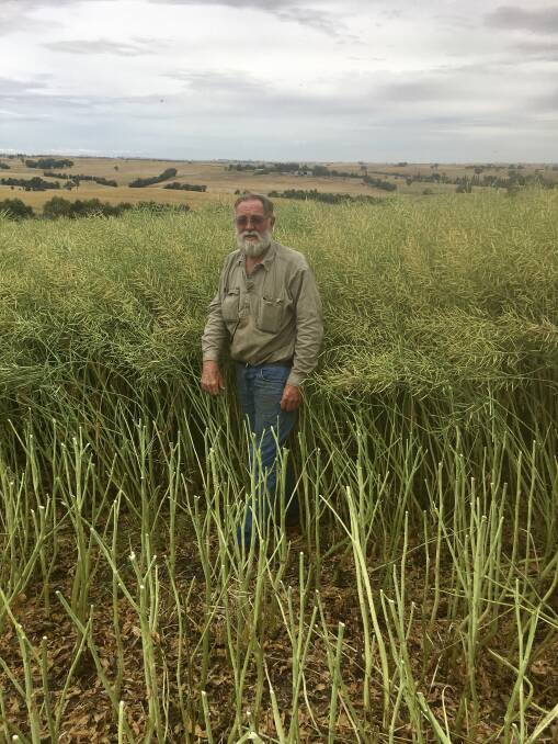 CHOICE: Farmer John Roles of Young in a windrowed crop of Hyola 970CL, which he says is a crop that offers early sowing opportunities, which helps to avoid frost.