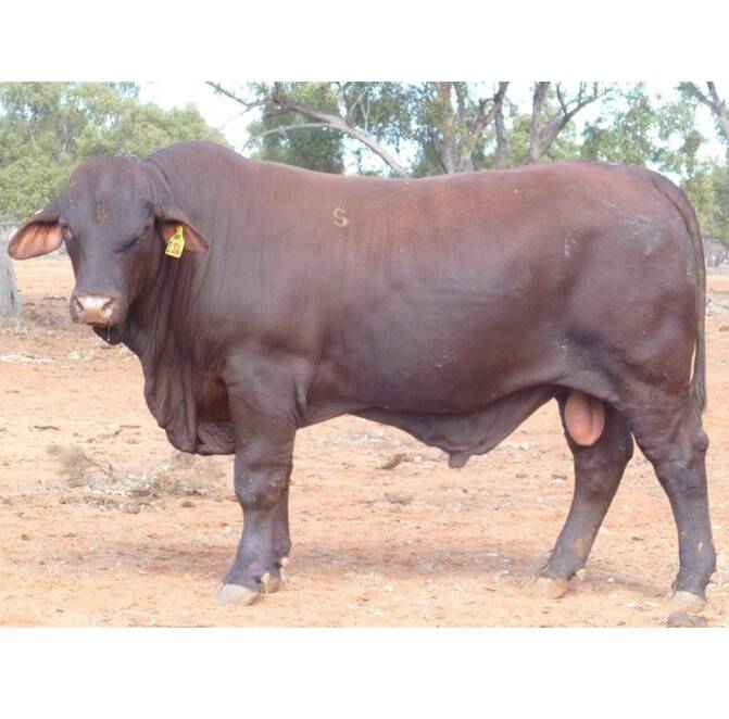 LOT 4 at Rockingham's 10th annual on-property sale, Rockingham Majestic, is one of the 40 bulls that will be available for purchase.