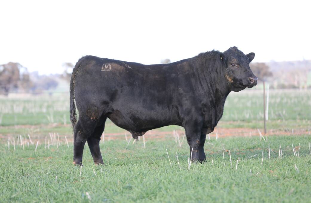ONE of the exciting prospects at the Milwillah Angus annual on-property sale will be lot 55, Milwillah Identity N29.