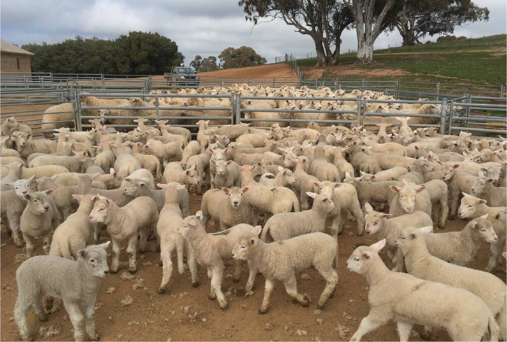 A MOB of ewes with triplets that weaned 205 per cent.