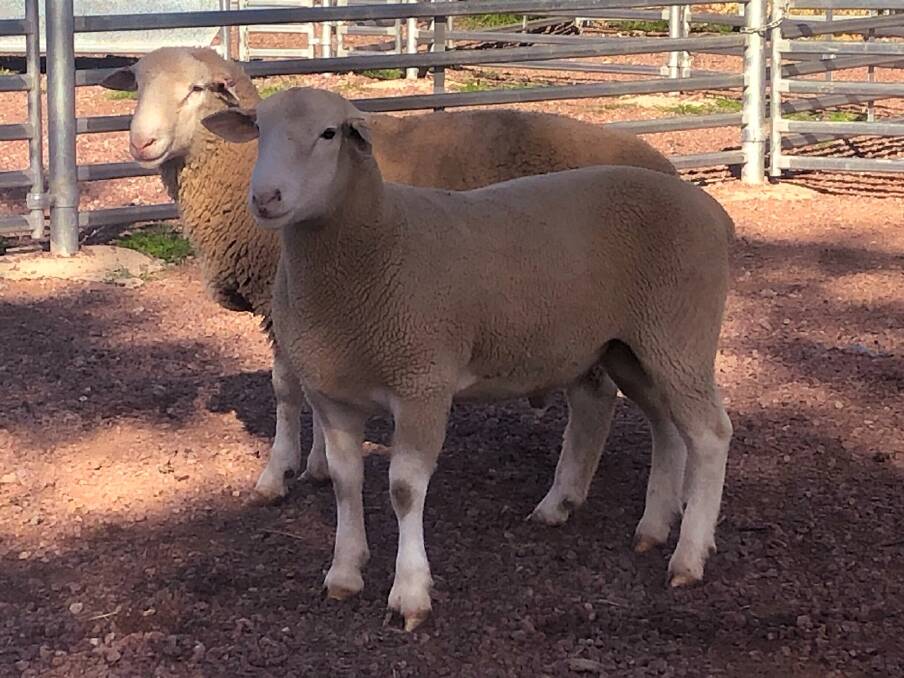 HARD WORK: The Yanco White Suffolks Stud is part of the Superwhites Young Sire Improvement program and had a sire selected for distribution of frozen semen.