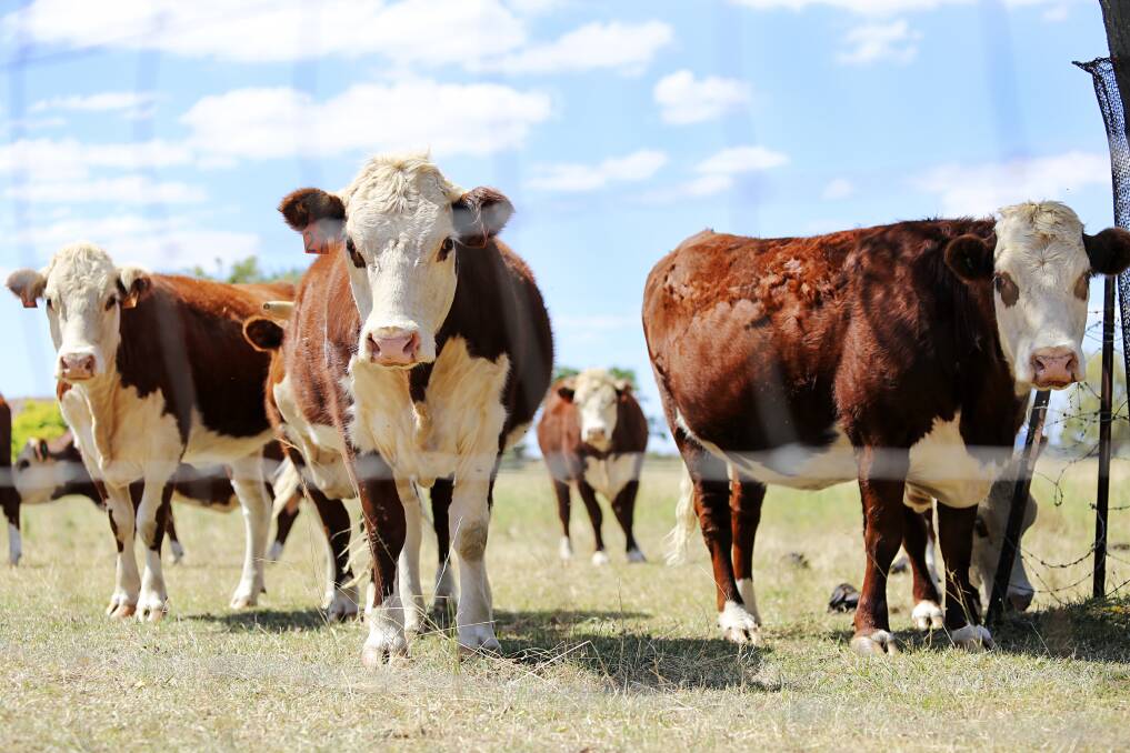 A BREEDING plan ensures beef cattle producers are moving in the right direction when it comes to traits that will improve productivity and profit margins.