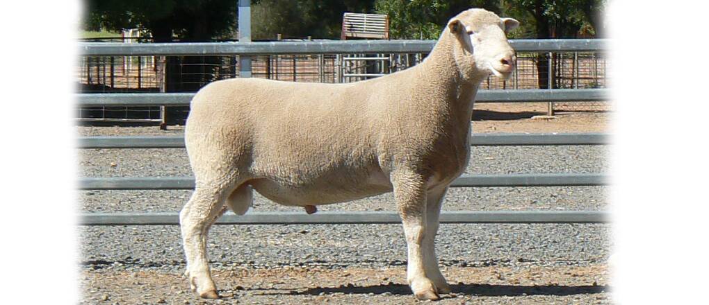 ABERDEEN Poll Dorset Stud’s super sire, Aberdeen Ram 5-15, from whom only the best will come.