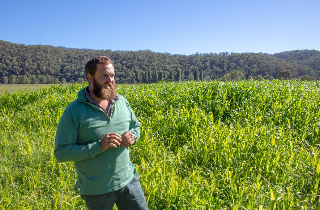 PERFECT RESULT: Cattle farmer Thomas Giltrap has found Sprint and BMR Octane forage sorghum provided his herd a much-needed boost over warmer months.