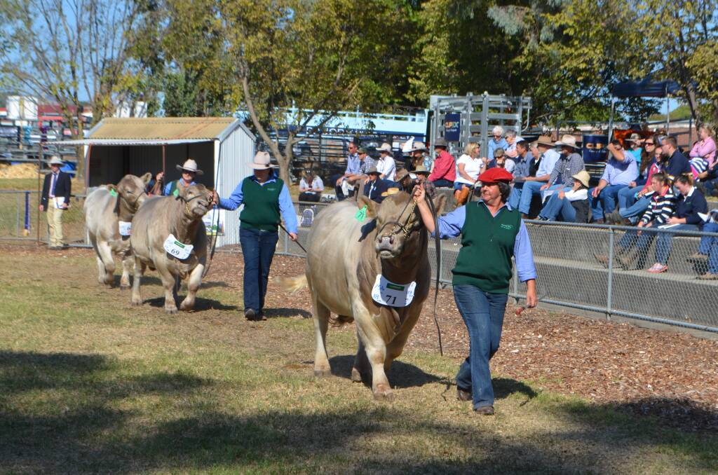 PARADING bulls around the showring at the 50th anniversary of the Murray Grey National Show and Sale at Wodonga in 2016.