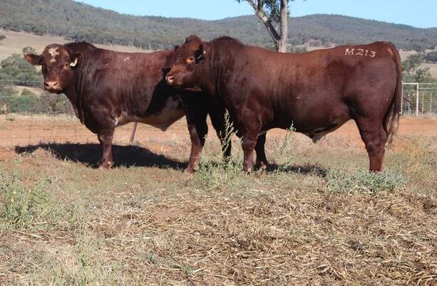 TWO of the bulls available at the Sprys Shorthorn and Angus annual sale - Sprys Heritage M226 and Sprys Heritage M213.