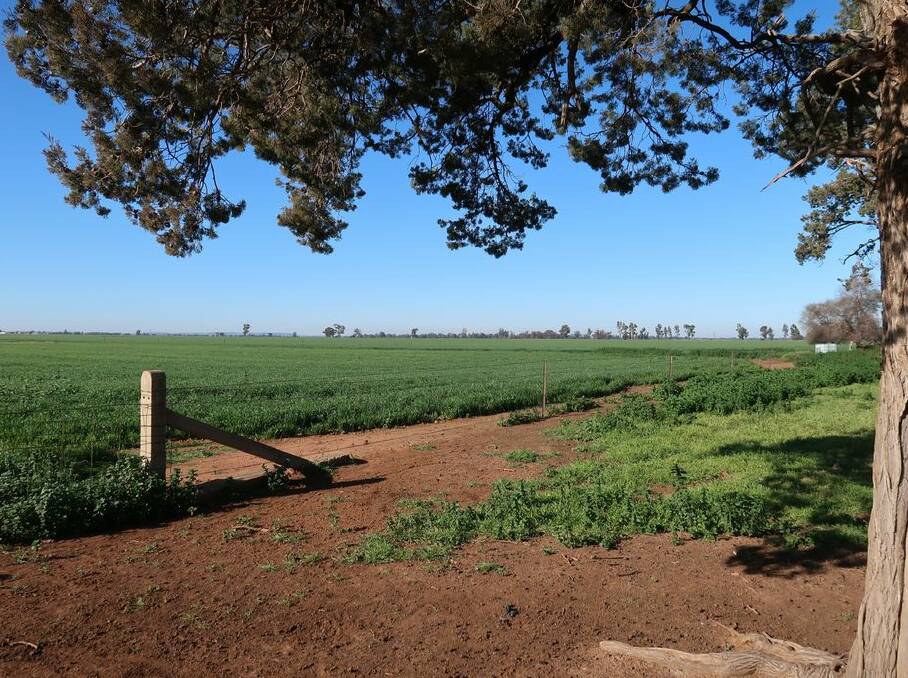 PRIME PRODUCTION AREA: Located in the Coolamon-Ganmain region, there will be three lots totally 899 acres (364 hectares) that are to be sold as a whole or separately.