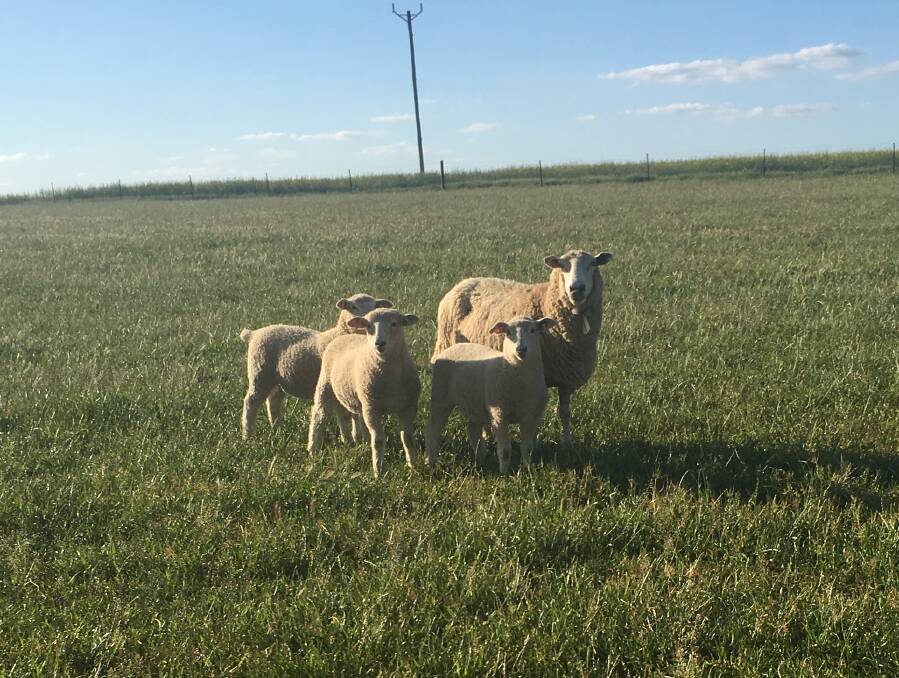STRATHVIEW 579 weaned 116kg of lamb at 100 days.