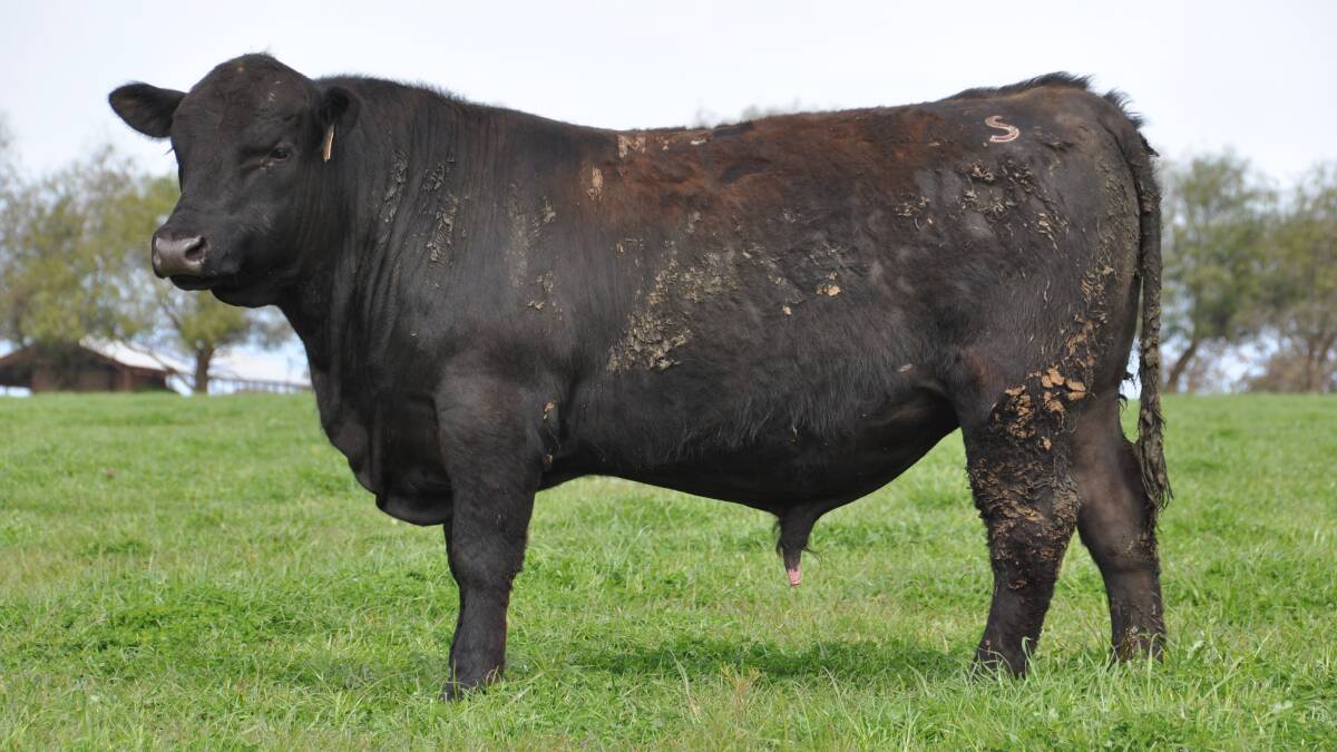 HERITAGE: This year's line of bulls at Scotts Angus includes sons of Genesis, Complement, Tour of Duty, Kingdom and Emperor.